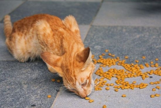 street feeding