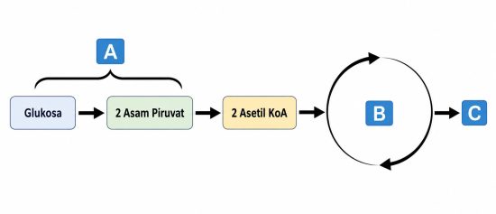 TKA Biologi